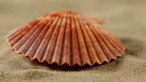 Sea Shells with Sand, Close Up, Rotation