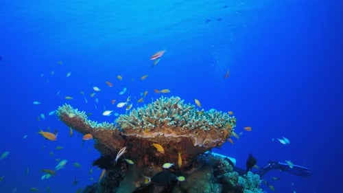Marine Life Tropical Fish Garden and Diver