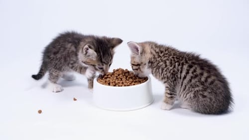 Two Striped Kittens Eating Fresh Dry Cat Food for Small Kittens