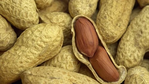 Close Up Footage of Many Peanuts