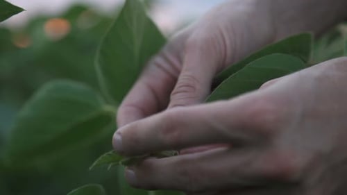 Young Farmer Walking in a Soybean Field and Examining Crop.