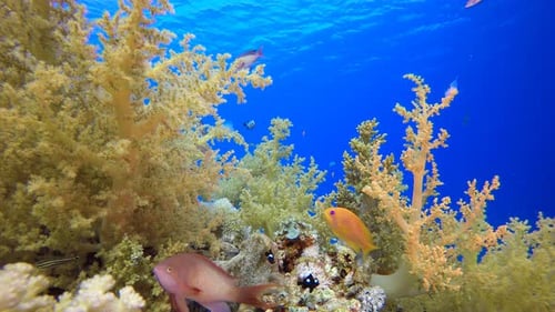 Tropical Fish Corals Reef