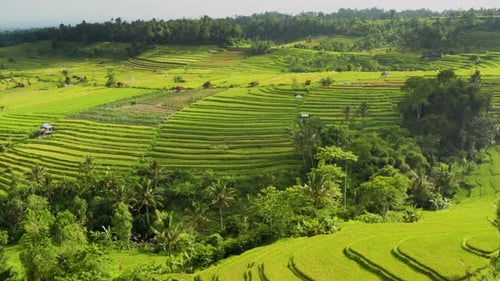 Flying Over Terraced Rice Paddies In Bali.