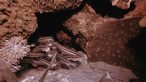 Underwater Tropical Catfish
