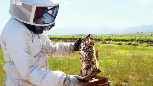 Beekeeper examining beehive
