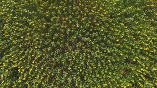 Aerial View of Sunflower Field.
