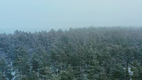 Aerial View Snowfall in a Beautiful Forest
