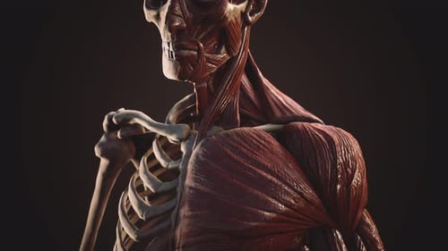 Human Anatomy 3D Model Rotation: Muscular and Skeletal Systems