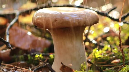 Mushroom Boletus In a Sunny Forest in the Rain