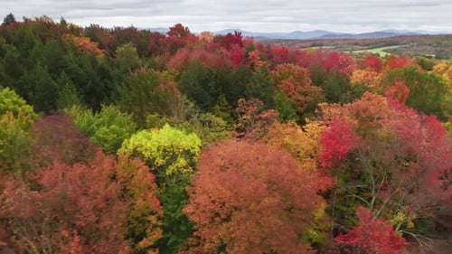 Scenic Autumn Forest Aerial Top View Mixed Forest Trees with Yellow Red Leaves