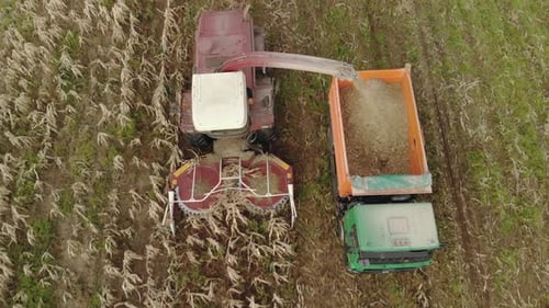 Harvesting Corn in Rural Agricultural Field