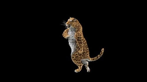 Leopard Dancing HD