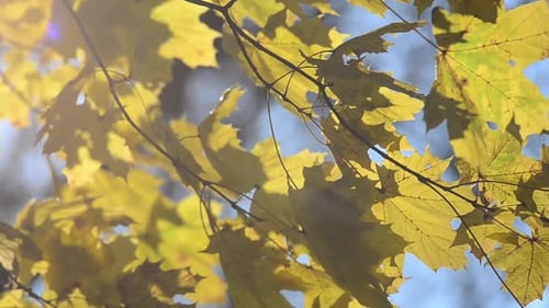 Herbst-Ahornblätter auf Ästen.