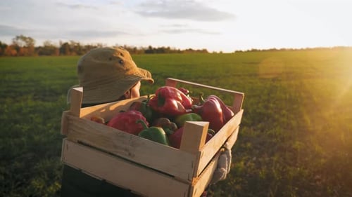 Young Farmer in Hat Going on the Field with a Full Wooden Box of Ripe Vegetables at Sunset