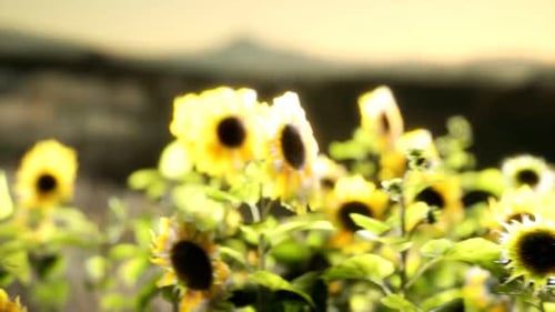 Sunflower Field on a Warm Summer Evening