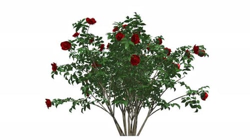 Animated Rose Bush Growth with Blooming Red Flowers