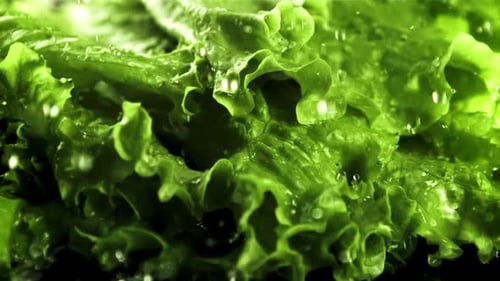 Fresh Green Lettuce Being Washed with Water