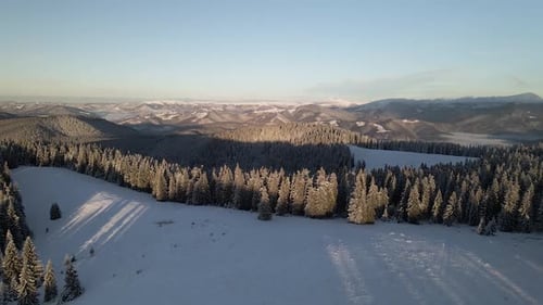 Flying Over Snow Covered Pine Forest in Mountain Valley