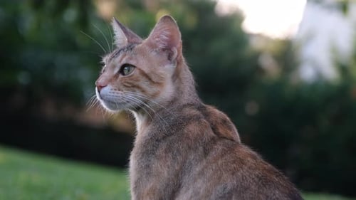 Alert Striped Cat Sitting in Green Nature