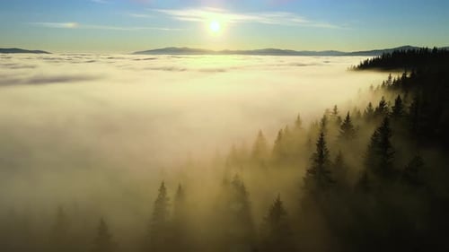 Aerial view of vibrant sunset over white dense clouds with dark mountain spruce forest trees.