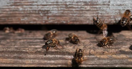 European Honey Bee, apis mellifera, Bees standing at the Entrance of The Hive
