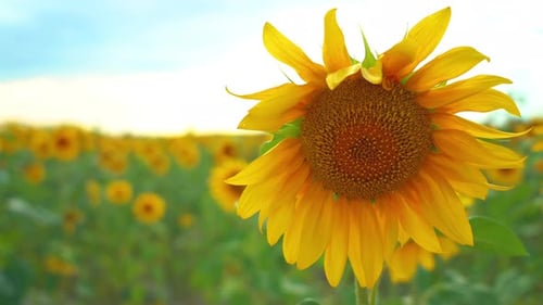Closeup of Sunflower on Field Background