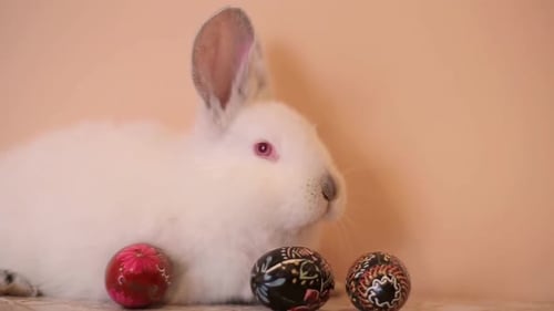 White Rabbit Resting Beside Painted Easter Eggs