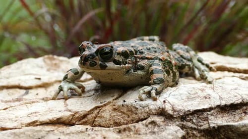 European green toad on a rock