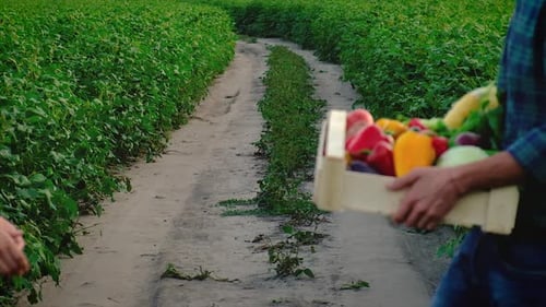 Farmers Holding Crate of Fresh Vegetables in Field