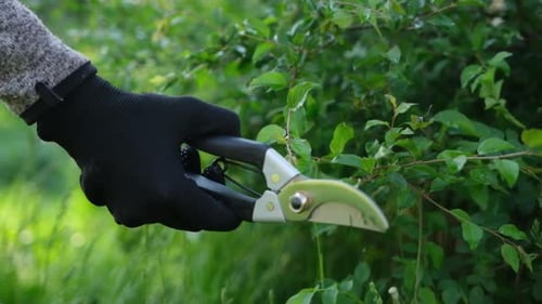Gardening Concept Gardener with Secateurs Cutting Branches of Bushes