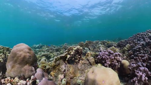 Coral Reef and Tropical Fish