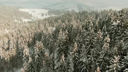 Aerial View Upper Branches of Tree During Frosty Winter Day - Drone Aerial View.