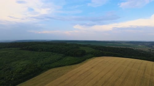 Aerial Landscape View of Yellow Cultivated Agricultural Field with Ripe Wheat on Bright Summer Day