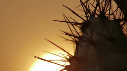 Cactus Silhouette Against Desert Sunset