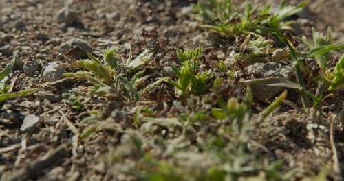 Moving Colony Ants Close-up. 6K.