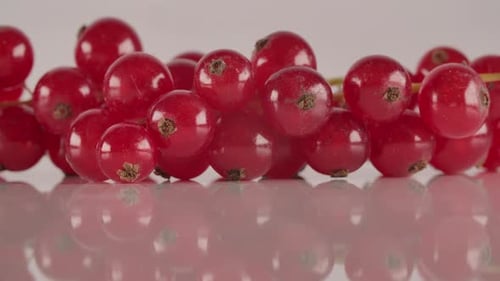 Shiny Red Currants Pile in Close Up