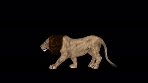 4K African Lion Walk