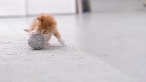 Ginger Kitten Playing with Ball of Yarn