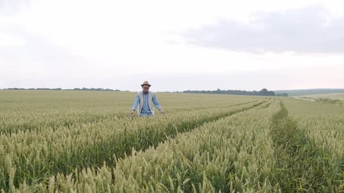 Happy Senior Farmer in Hat Walks in Wheat Field and Touches the Spikelets