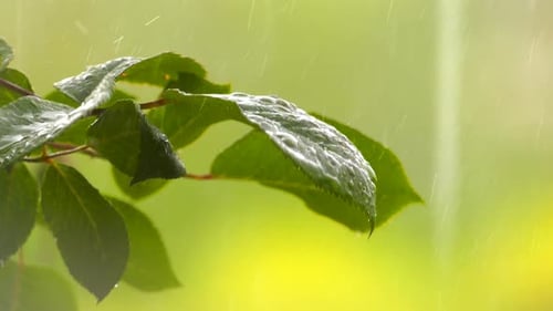 Regen auf Pflanzenblättern