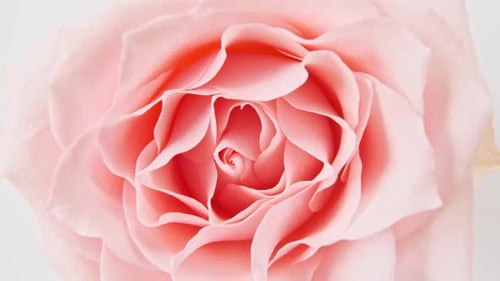 Macro View of a Pink Rose