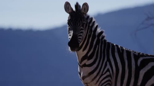 Zebra in front of mountain range out of focus