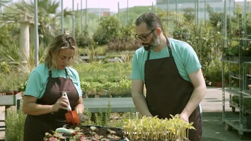 Gardeners Planting Sprouts in a Tropical Greenhouse