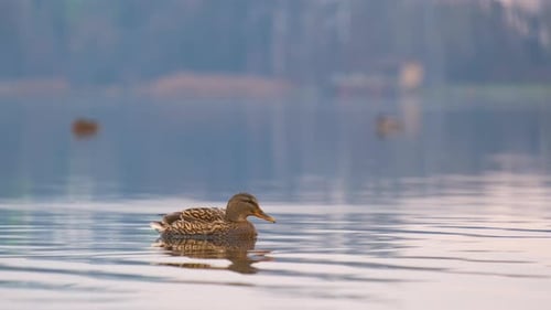 Wild duck swimming in clear lake water in summer park.