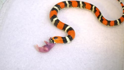 Milk Snake Consuming Rodent Close Up View