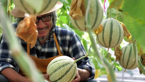 Le jardinier récolte des melons dans une serre
