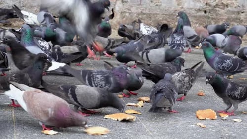 Close up the pigeons eat the bread