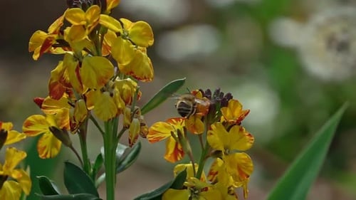 Bee On A Flower
