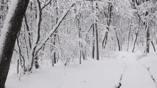 Road in Winter Forest, Panorama
