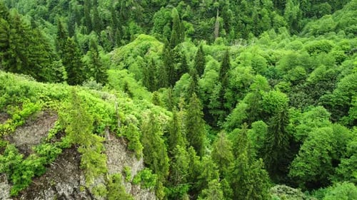 Beautiful Green Forest in Summer Season Nature Aerial Landscape